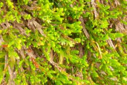 2013-08-18_Regina-F-Rau_Schachen_Blumen  (024).JPG